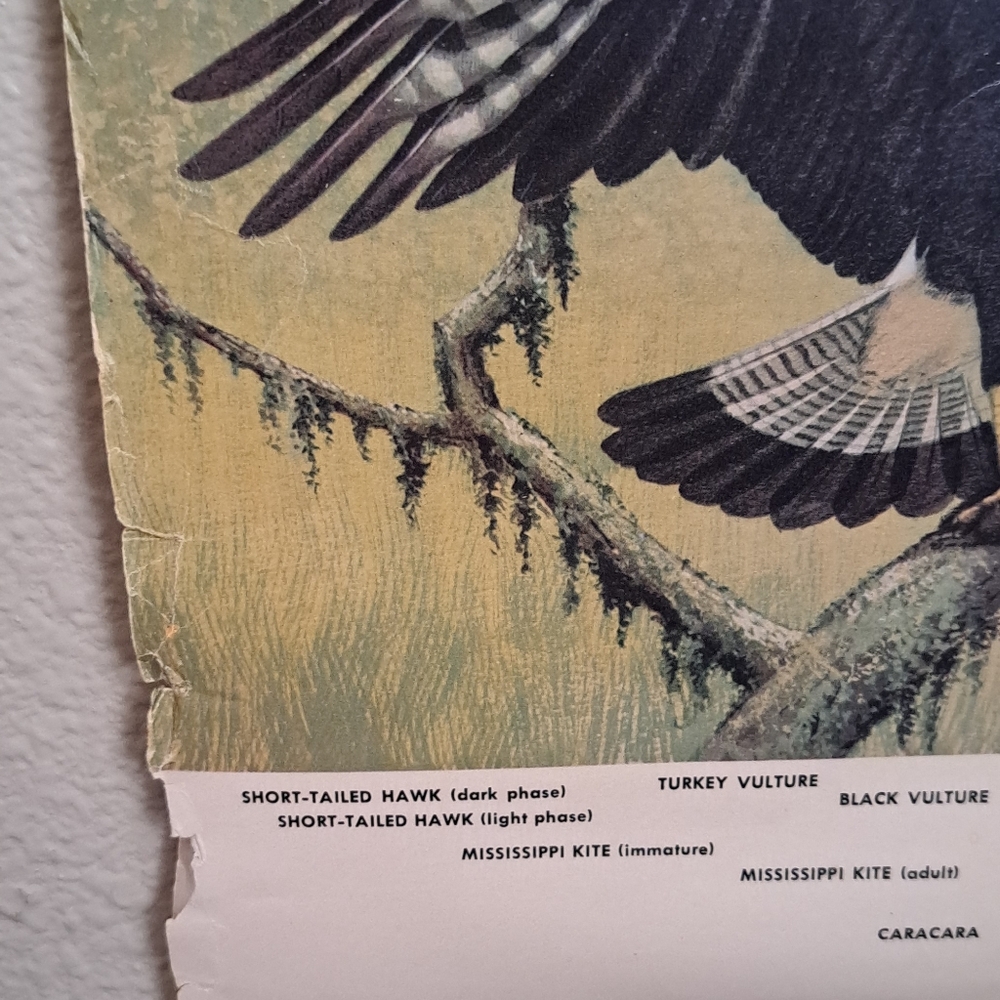 Vintage Audubon Hawk Chart National Audubon Society 1966 - Picture 5 of 6